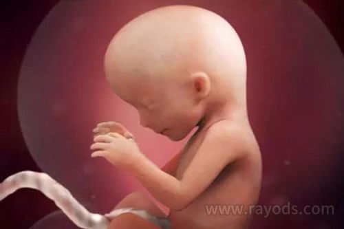 怀孕三个月半胎儿图(怀孕1一40周真人过程图)(1)