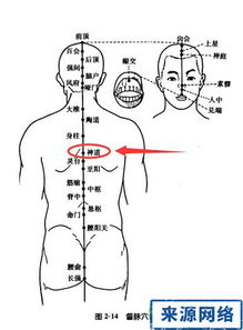 大椎的准确位置图作用功效及归经（大椎的准确位置及功效）(2)