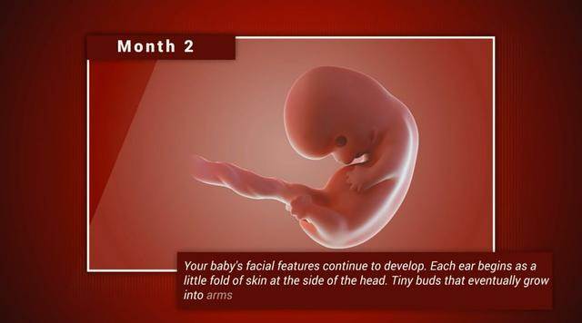 宝宝在妈妈肚子里几个月长得快（宝宝在妈妈肚子里各阶段发育）(2)
