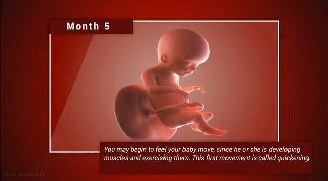 宝宝在妈妈肚子里几个月长得快（宝宝在妈妈肚子里各阶段发育）(5)